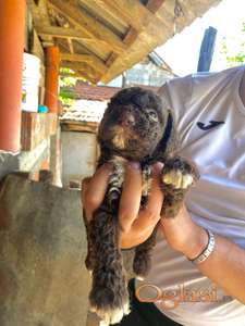 Lagotto Romangolo štene od radnih roditelja