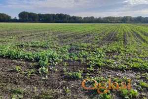 536029-Plac-60000m2-Ulaz u Kulpin