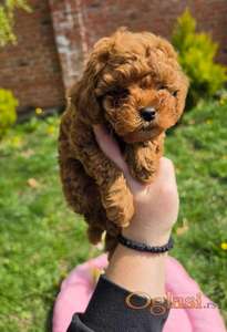 Toy pudle nove bebice