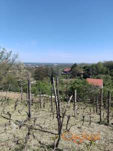 Plac Alibrgovac