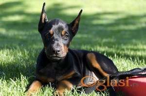 Doberman i Patuljasti pinc