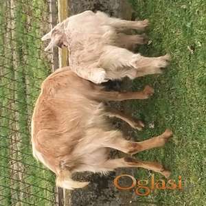 Povoljno mlada koza sa zenskim jaretom