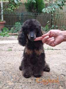 Fantom pudla crno-braon mužjak