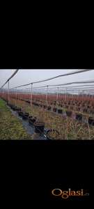 Rezidba voća i vinove loze