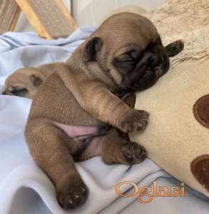 Francuski buldog štenci