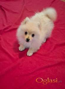 Pomeranski spic zenkica