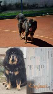 Prodaju se stenad Tibetanskog Mastifa sampionskog porijekla