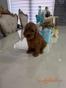 Goldendoodle prelepi štenci