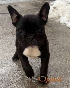 Francuski buldog štenci