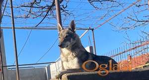 Čehoslovački vučiji pas - štenci - mešanci na poklon