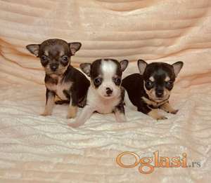 Ovi preslatki štenci uskoro traže dom.