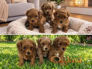 Maltipoo štenci