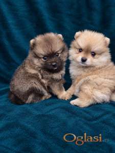 Pomeranac