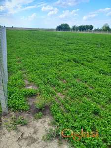 Prodajem građevinski plac u Kisaču