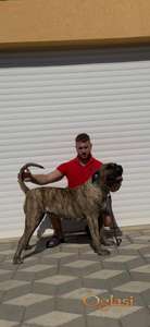 Presa Canario ženka