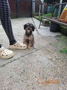 Jorki-čivava mužjak