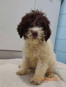 Lagoto romanjolo stenci