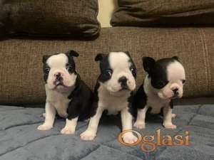 Boston terijer zenska stenad