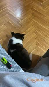 Prodaje se Americka Akita stara dva ipo meseca poseduje svoj karton primljenih infekcija takodje i rodovnik .