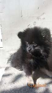 Pomeranski spic