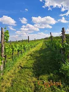 Prodajem vinograd