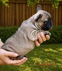 Francuski Buldog prelepi stenci