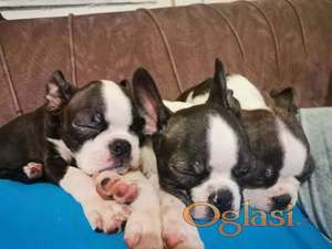 Boston terijer dve devojčice I tri dečaka