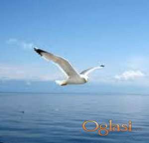 Nega i pomoć starim licima - visegodisnje iskustvo