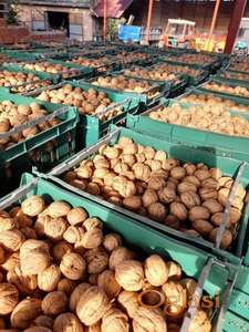 Orah, Orasi u ljusci, rod 2025, sorte Čendler (Chendler) turski beli!