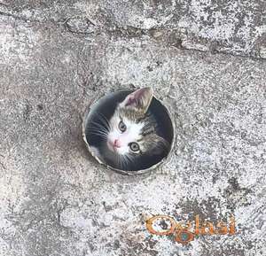 Poklanjamo Mačiće