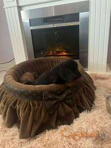 Dugodlaki patuljasti jazavičari