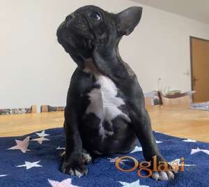 Francuski buldog štene