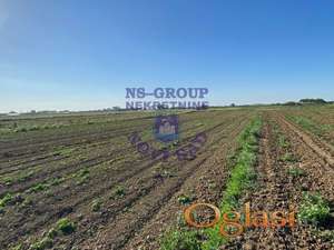 Poljoprivredno zemljište u Futogu