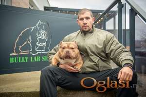 Mužjak egzotičnog bulija slobodan za parenje