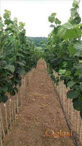 Sadnice lesnika i oraha