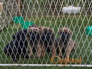Cane Corso Kane Korso TOP KVALITET