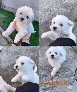 Štenci kovrdžavog bišona