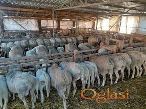 Stado ovaca Virtemberg