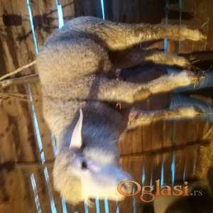 Prodajem 10 jagnjadi stari 3 meseca