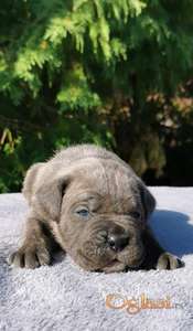 Cane Corso Kane Korso NOVO LEGLO