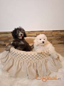 Silver, bele i sejbl pudle