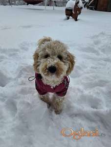 Prelep dečak apricot pudle