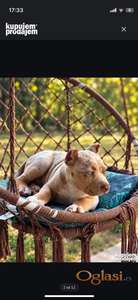 AMERICAN BULLY XL MERLE AKBC