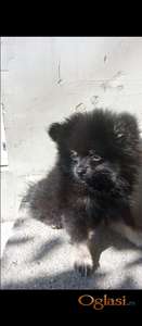 Pomeranski spic