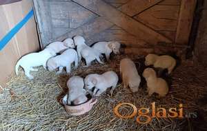 Labrador retriver stenci