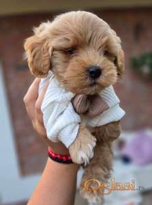 Maltipoo bebe