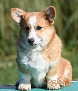 Velski korgi/Welsh Corgi Pembroke