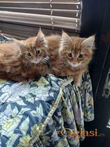 Na prodaju mačići rase Maine Con