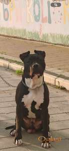 Američki stafordaki terijer