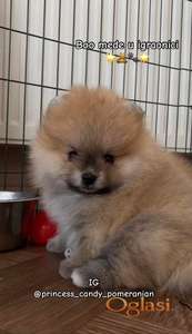 BOO štenci,  Pomeranski špic, Pomeranac, Pomeranian